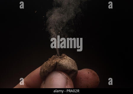 Puffball mushrooms releasing their spores in a cloud with a black background to emphasize details.  Photographed in Southern Wisconsin, USA. Stock Photo