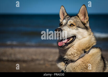 A shepherd husky mix on a warm day at the beach Stock Photo