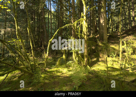 Moss hanging from trees at Stave Lake in Mission, British Columbia, Canada Stock Photo