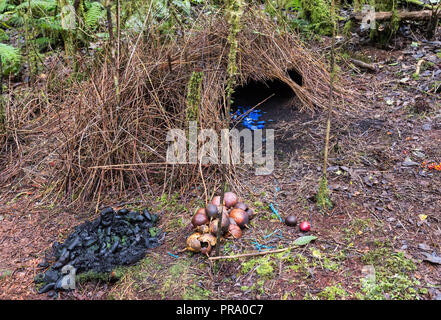 Bower of a Vogelkop bowerbird (Amblyornis inornata) with a variety of decorations collected by the male bird. Arfak Mountains, Papua, Indonesia. Stock Photo