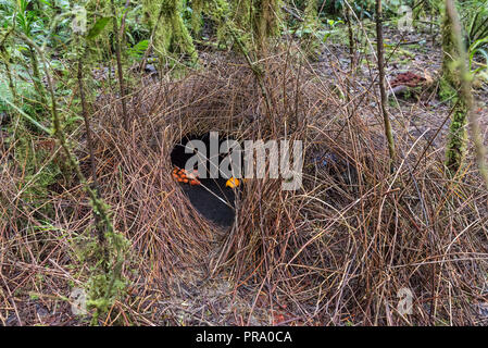 Bower of a Vogelkop bowerbird (Amblyornis inornata) with a variety of decorations collected by the male bird. Arfak Mountains, Papua, Indonesia. Stock Photo