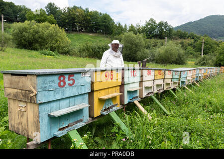 Beekeeper with smoker and various beekeeping tools working on a beehive. Stock Photo