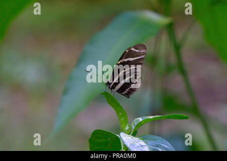 A Zebra Longwing Butterfly (Heliconius charithonia) resting on a leaf at the Audubon of Martin County, Florida, USA Stock Photo