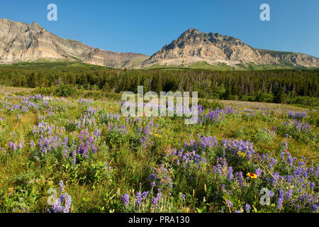Wildflower meadow in Glacier National Park, Montana, USA Stock Photo