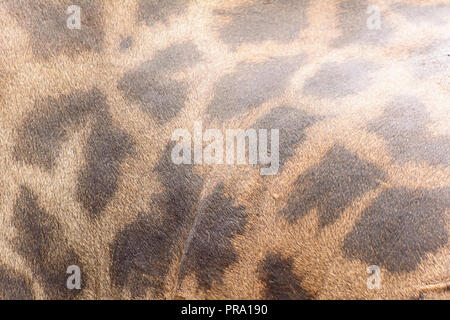 Detailed close up of a giraffe is hide Stock Photo