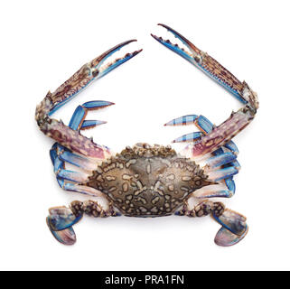raw blue crab isolated on white background Stock Photo