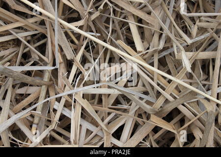 Dry Typha latifolia, broadleaf cattail, bulrush leaves and stems Stock Photo