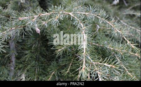 fir tree branches background Stock Photo