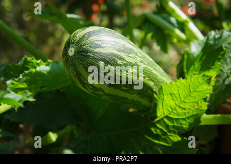 green, striped zucchini, zucchetti, courgette, Cucurbita pepo, pumpkin, vegetables, food, ecology, nature, plant (CTK Photo/Libor Sojka) Stock Photo