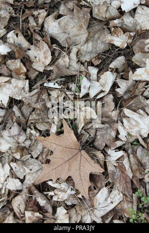 Fallen maple leaves on forest floor Stock Photo