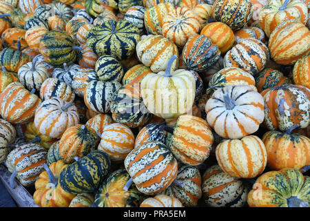 Group of orange green white small decorative pumpkins Pumpkins. Full frame natural harvest background Stock Photo