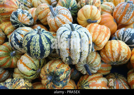 Group of orange green white small decorative pumpkins Pumpkins. Full frame natural harvest background Stock Photo