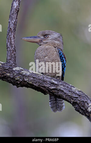 Blue-winged Kookaburra in a tree in Far North Queensland Stock Photo