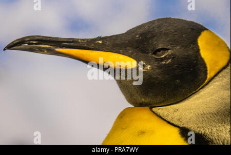 Emperor penguin (Aptenodytes forsteri), the tallest and heaviest of all living penguin species and is endemic to Antarctica. Stock Photo