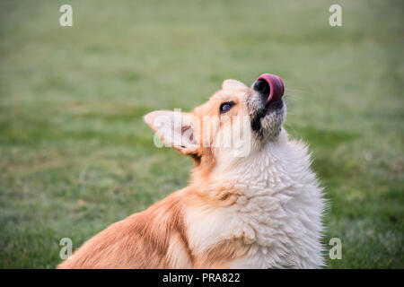 6 month old Welsh Pembroke Corgi in Autumn licking lips looking up at owner Stock Photo