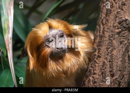 Golden lion tamarin (Leontopithecus rosalia) closeup. Also known as the golden marmoset, is a small New World monkey native to the Atlantic coastal fo Stock Photo