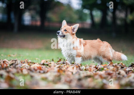 6 month old Welsh Pembroke Corgi in Autumn
