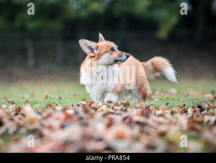 6 month old Welsh Pembroke Corgi in Autumn