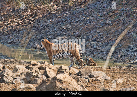 Maya and her two cubs at Tadoba National Park (tigers), India Stock Photo