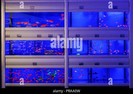 Aquarium tank with Goldfish in a Pet Store Stock Photo