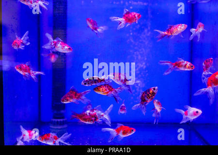 Aquarium tank with Calico Fantail Goldfish in a Pet Store Stock Photo