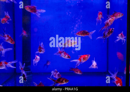 Aquarium tank with Calico Fantail Goldfish in a Pet Store Stock Photo