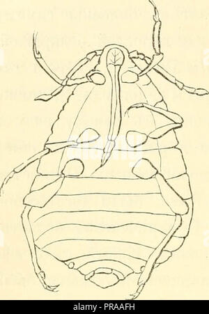 'Trudy Russkago entomologicheskago obshchestva. Horae Societatis entomologicae vossicae, variis semonibus in Russia usitatis editae' (1861) Stock Photo