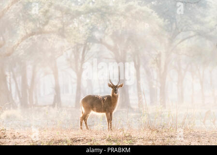 A lone kudu back lit in zambezi national park. Stock Photo