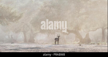 A Lone Kudu against the acacia trees in lower zambezi NP. Stock Photo