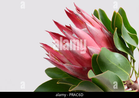 King protea plant for background Stock Photo