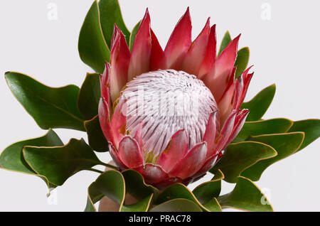 King protea plant for background Stock Photo