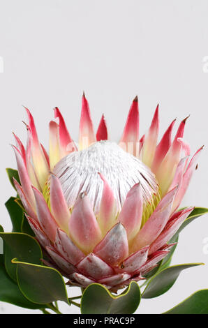 King protea plant for background Stock Photo