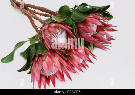 King protea plant for background Stock Photo