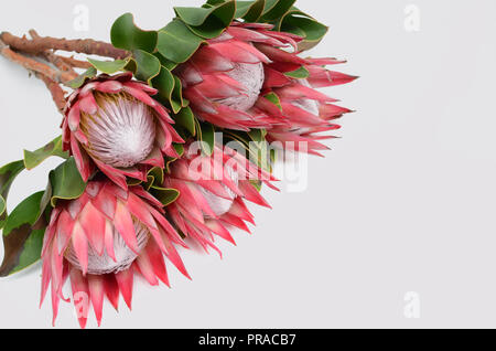 King protea plant for background Stock Photo