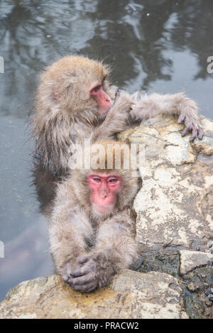A pair of snow monkeys warming in the hot springs. Stock Photo