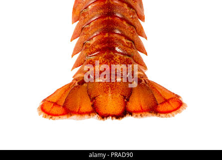 Tail of live crayfish closeup on white background Stock Photo