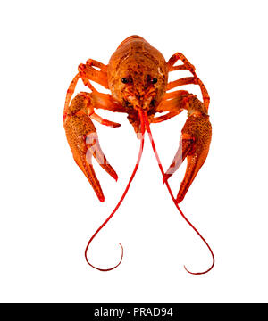 juicy red cooked crayfish with a mustache and bulging eyes on a white background. Stock Photo