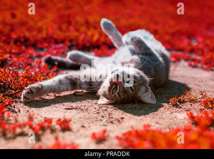 cute striped kitten is lying and sunbathing under the warm autumn sun in a bright Park Stock Photo
