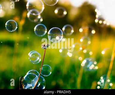natural beautiful background with bright shimmering soap bubbles flying and hanging on green grass Sunny summer meadow Stock Photo