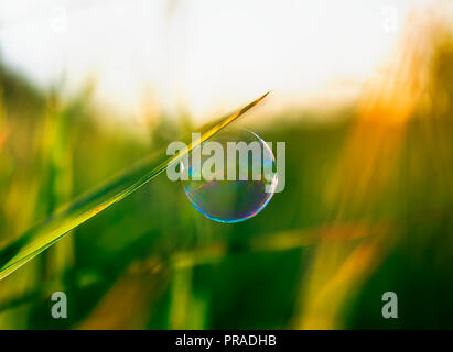 a bright shimmering soap bubble hung on a green Sunny summer meadow Stock Photo