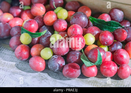 On the wooden surface of the table a lot of ripe red and yellow plums. Presented in close-up. Stock Photo