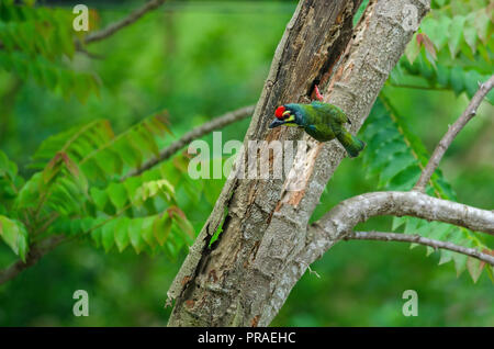 Coppersmith barbet (Megalaima haemacephala) on tree in nature Stock Photo