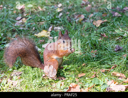 red squirrel with fluffy tail eats nut on green grass with fallen leaves Stock Photo