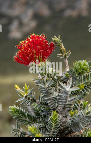 Flowering Regelia velutina (Barrens regelia), a plant in the family ...