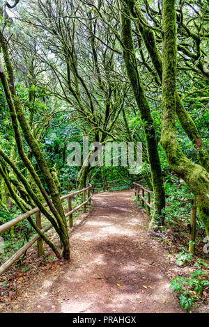 LA GOMERA, SPAIN - AUGUST 18: (EDITORS NOTE: Image has been digitally enhanced.) A path of the laurel forest is seen in the Garajonay National Park at Laguna Grande on August 18, 2018 in La Gomera, Spain. This laurel forest is a tropical rainforest and part of the UNESCO World Heritage. Stock Photo