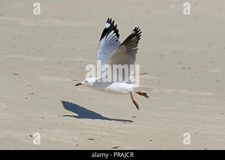 Juvenile Silver Gull taking off from the beach at Michaelmas Cay Great Barrier reef Far North Queensland Australia Stock Photo