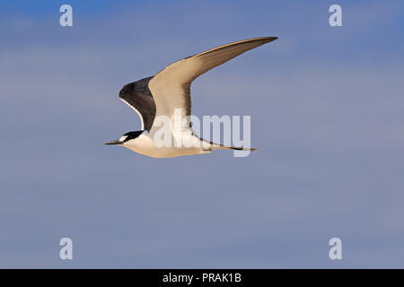 Adult Sooty Tern at Michaelmas Cay Great Barrier reef Far North Queensland Australia Stock Photo