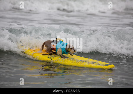 Huntington Beach, California, USA. 29th Sept, 2018. September 29, 2018 - Prince Dudeman, owned by Ryan Thor of Hollywood, CA, taking 1st place in the Owner-Launched Surf Dog category at the Surf City Surf Dog Comptetition in Huntington Beach, CA, USA Credit: Kayte Deioma/Alamy Live News Stock Photo