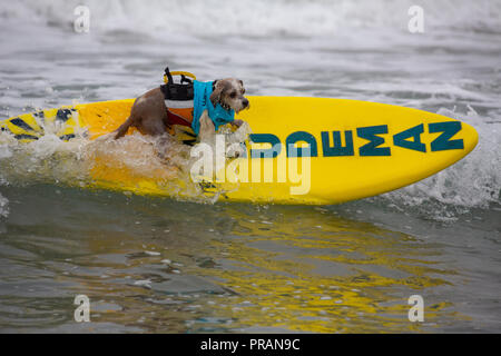 Huntington Beach, California, USA. 29th Sept, 2018. September 29, 2018 - Prince Dudeman, owned by Ryan Thor of Hollywood, CA, taking 1st place in the Owner-Launched Surf Dog category at the Surf City Surf Dog Comptetition in Huntington Beach, CA, USA Credit: Kayte Deioma/Alamy Live News Stock Photo