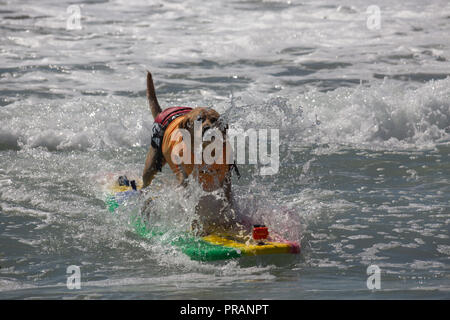 Huntington Beach, California, USA. 29th Sept, 2018. September 29, 2018 - Charlie, owned by Jeff and Maria Nidbor of San Diego, Surfing in the Surf City Surf Dog Comptetition in Huntington Beach, CA, USA Credit: Kayte Deioma/Alamy Live News Stock Photo